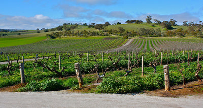 South Australia wine
