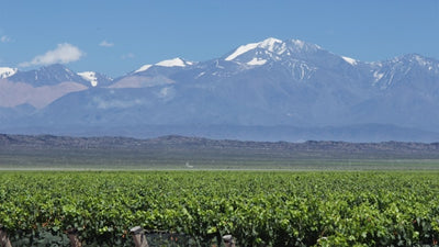 Mendoza, Argentina wine