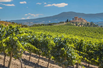 Rioja, Spain wine