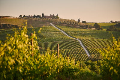 Tuscany, Italy wine
